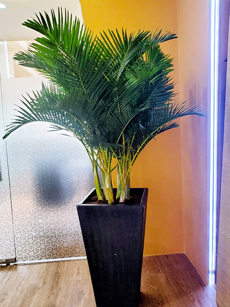 Chậu cây cau Nhật